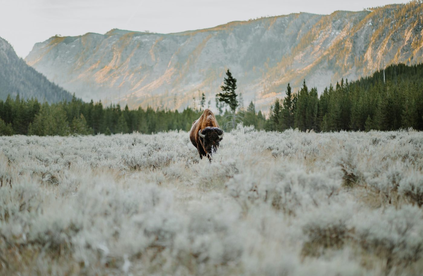 Bison and calves in a Yellowstone meadow with mountains behind — Lamar Valley wildlife safari